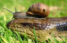 snailonsnake.jpg