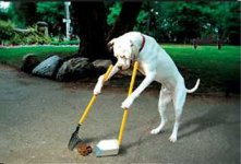 scooper.jpg