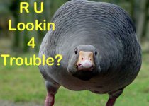 RULookin4TroubleGoose.jpg