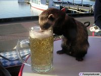 beerdrinker.jpg
