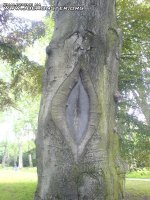 ArvoreChereca.jpg