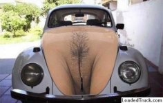 pussycar.jpg