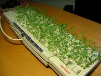 image970.gif.jpg