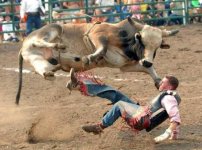 bull498x371.jpg