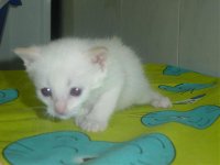 Ruca.jpg