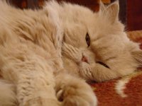 DSC00642.jpg