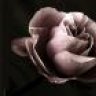 DarkRose