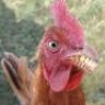 GALINHA