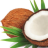 SilverCoconut